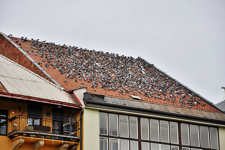 A2B Pest Control are able to install spikes to deter birds from roofs in Billingham. 