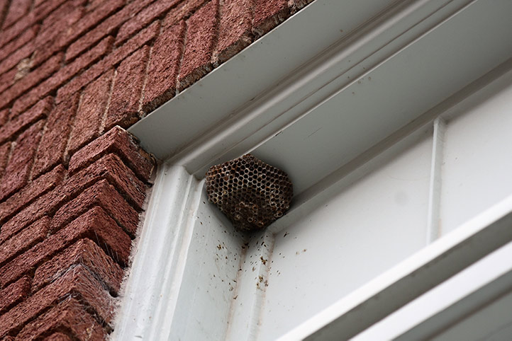 We provide a wasp nest removal service for domestic and commercial properties in Billingham.